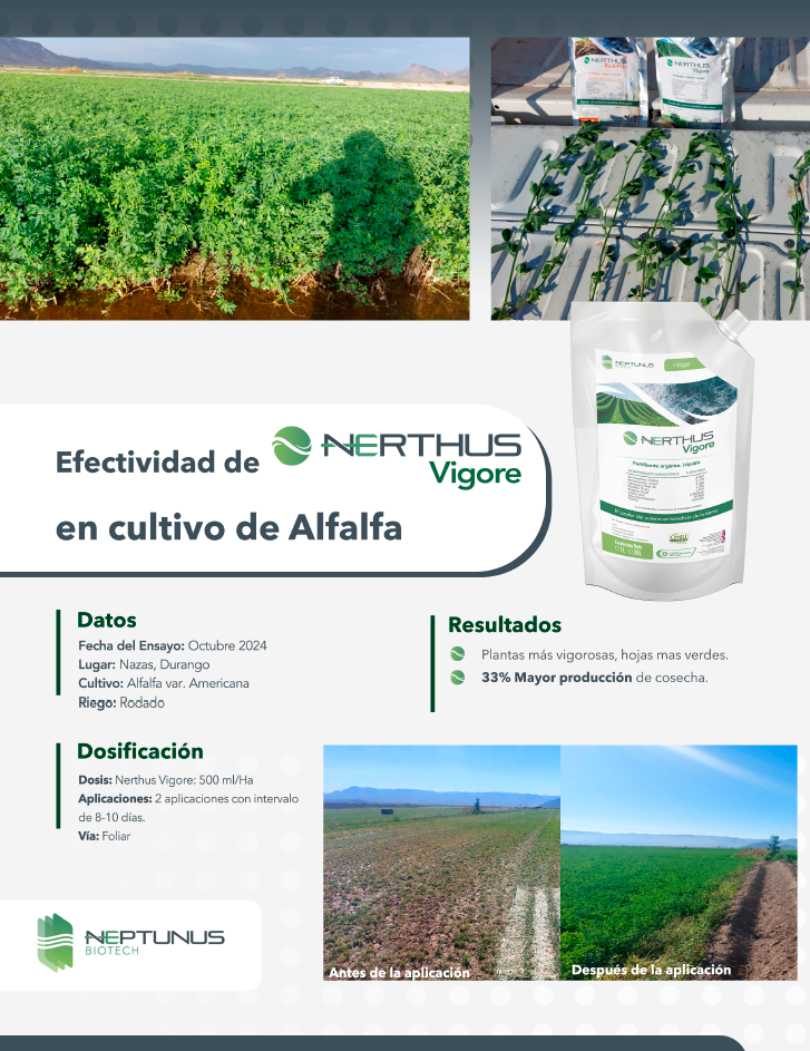 Caso de éxito Noche Buena con Nerthus Fructus