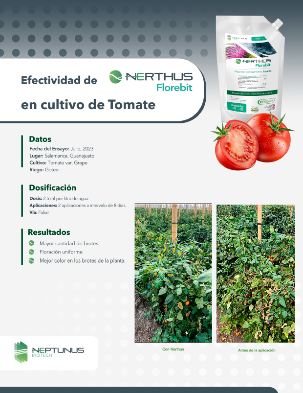 Efectividad de Nerthus Florebit en cultivo de Tomate